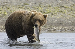 Drucke von Braunbär Ursus arctos trägt Lachs entlang der Küsten Creek in Katmai, Alaska im August Bilder Datiert 2005 August: 01058dt
