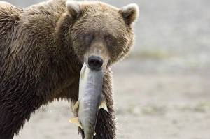 Brown Bear Drucke: 010600dt