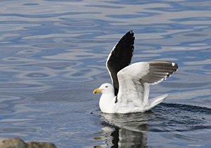 November Bird Sightings Drucke: 01929dt