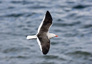 Beagle Channel Wildlife Drucke: 01936dt