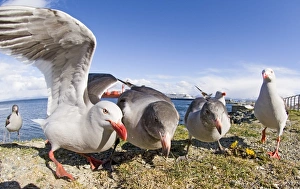 Drucke von Delfinarfauken Larus scoresbiis am Strand von Ushuaia, Argentinien im November Delfinmöwe Drucke: 01943dt