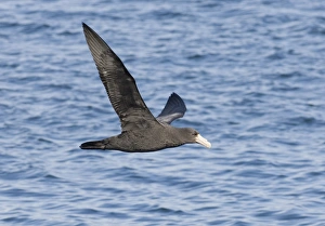 Drucke von Südlicher Riesenfregattvogel Macronectes giganteus unerwachsen im Beagle-Kanal, Argentinien, November Sturmvögel Drucke: 01944dt
