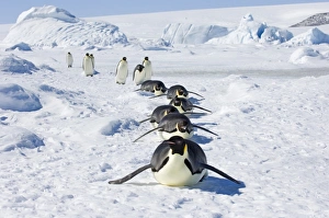 Antarctic Landscape Photography Drucke: 01946dt