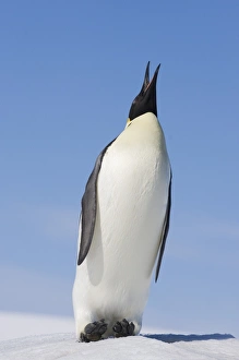 Snow Hill Island Antarctica Drucke: 01947dt