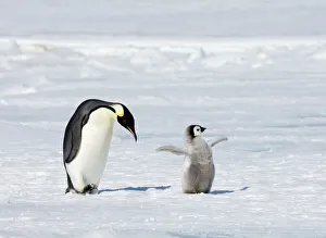 Drucke von Kaiserpinguin Aptenodytes forsteri Erwachsener mit Jungtier Insel der Schneeberge Antarktika November Kaiser Drucke: 01948dt