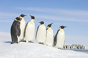 Emperor Penguins Drucke: 01949dt