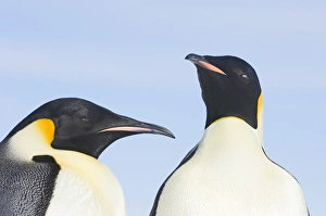 Antarctic Wildlife Photography Drucke: 01950dt