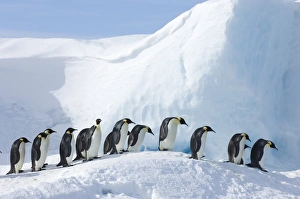 Emperor Penguins Drucke: 01951dt(1)