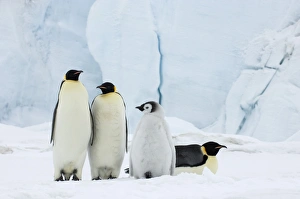Emperor Penguins Drucke: 01959dt