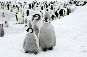 Snow Hill Island Antarctica Drucke: 01960dt