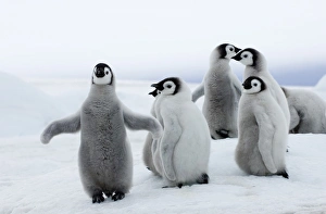 Drucke von Kaiserpinguine Aptenodytes forsteri Jungtiere Insel der Schneehöhe Antarktika November Kaiser Drucke: 01962dt