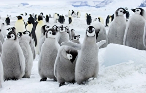 Snow Hill Island Antarctica Drucke: 01963dt