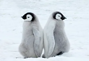 Drucke von Kaiserpinguine Aptenodytes forsteri Jungtiere Insel der Schneeberge Antarktika November Kaiser Drucke: 01966dt