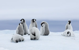 Snow Hill Island Antarctica Drucke: 01967dt
