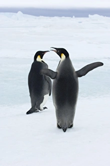 Emperor Penguins Drucke: 01968dt