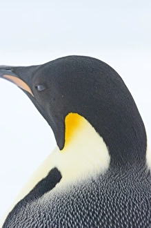 Antarctic Landscape Photography Drucke: 01970dt