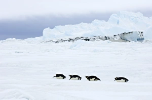 Emperor Penguins Drucke: 01974dt