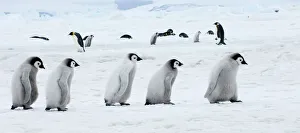 Drucke von Kaiserpinguine Aptenodytes forsteri Käferchen Insel der Schneeküste Antarktika November Kaiser Drucke: 01976dt