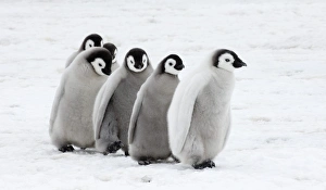 Antarctic Landscape Photography Drucke: 01977dt