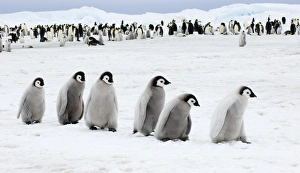 Antarctic Wildlife Photography Drucke: 01978dt