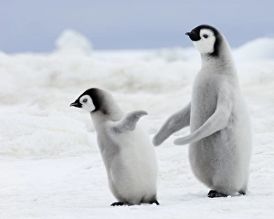 Emperor Penguins Drucke: 01979dt