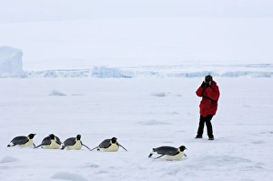 Penguin Photography Drucke: 01981dt