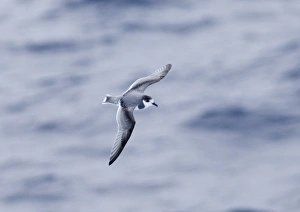 Blausturmvogel Drucke: 02001dt