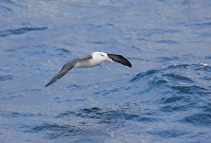 Drucke von Schwarzkranigs-Albatros Thalassarche melanophrys Südlicher Ozean vor der Kap Hoorn November Bilder Datiert 2005 November: 02005dt