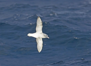 Drucke von Südlicher Felsfußfalk Sülfarusr glazialoides Südatlantik Silbersturmvogel Drucke: 02008dt