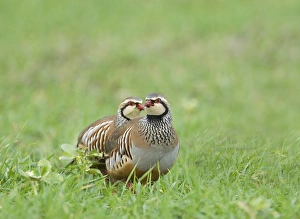 Drucke von Rote Beutelhuhn Alectoris rufa Winter in Norfolk Rotfußhuhn Drucke: 02020dt