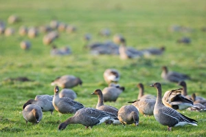 Drucke von Weißbein Gansen Brachyrhynchus anatolica Nordnorfolk Winter Rosa Fußgans Drucke: 02023dt