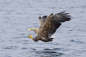 Drucke von Weißkopfseehuhn (Meeresadler) Haliaeetus albicillus Erwachsener kreischt um Fisch Norwegen Juli Bilder Datiert 2006 Juli: 02170dt