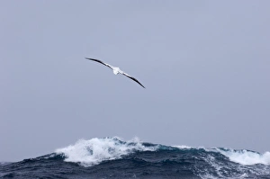 Albatross In Flight Drucke: 02363dt