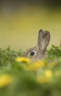 Oryctolagus Cuniculus Images Drucke: 02365dt