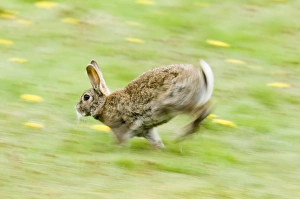 Norfolk Countryside Animals Drucke: 02367dt