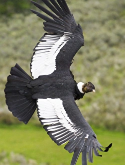 Drucke von Und Andener Adler, Vultur gryphus männlich, schwebt über dem Berghang in Süd-Chile im November Aasgeier Drucke: 02368dt