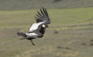 Drucke von Und Andener Kondor Vultur gryphus männlicher Vogel verlässt Rastplatz Felsbank Süd-Chile November Aasgeier Drucke: 02369dt