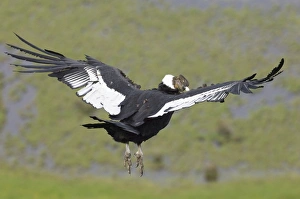 Andean Condor Drucke: 02373dt