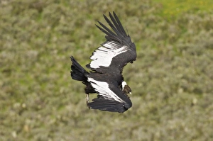 Large Bird Of Prey Drucke: 02374dt