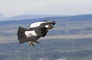 Drucke von Andener Kondor Vultur gryphus männlich in der Luft über den Berg flankiert Chile Südamerika November Aasgeier Drucke: 02375dt