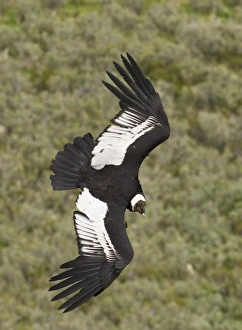 Drucke von Vultur gryphus Anden-Adler Patagonien Chile November Aasgeier Drucke: 02376dt