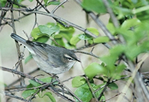 Migrant Birds Drucke: 02380dt
