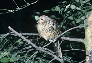British Wildlife Photography Images Drucke: 02381dt