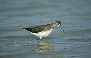 Kent Wildlife Photography Drucke: 02382dt