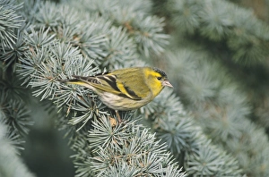 British Birds In Snow Drucke: 02394dt