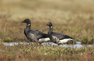 North Norfolk Wildlife Drucke: 02399dt