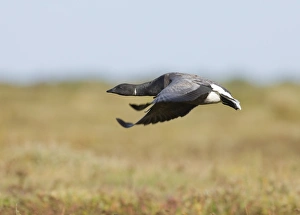 North Norfolk Wildlife Drucke: 02401dt