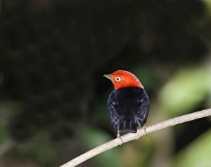 Panama Bird Species Drucke: 02406dt