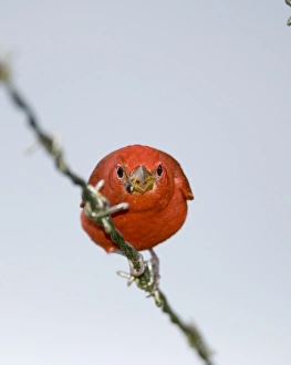 Panama Bird Species Drucke: 02409dt