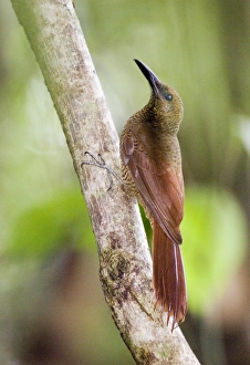 Central America Wildlife Images Drucke: 02411dt